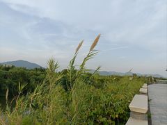 -芒洲湿地公园