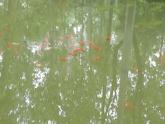 -合肥滨湖国家森林公园