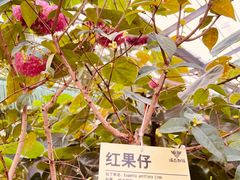 -呀路古热带植物园