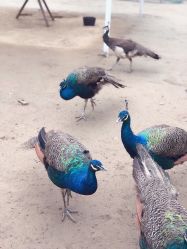 -萌宠亲子动物乐园(槐房万达店)