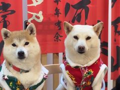 -柴迷FANS CLUB·柴犬狗咖·猫咖