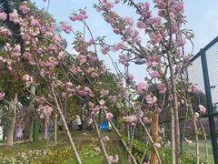 -观澜湖生态运动公社
