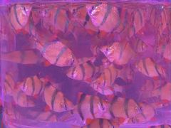 -中环花鸟鱼虫市场