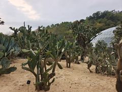 -深圳仙湖植物园