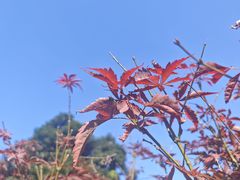-广州市帽峰山景区