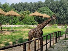 -北京野生动物园