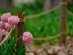 -上海鲜花港