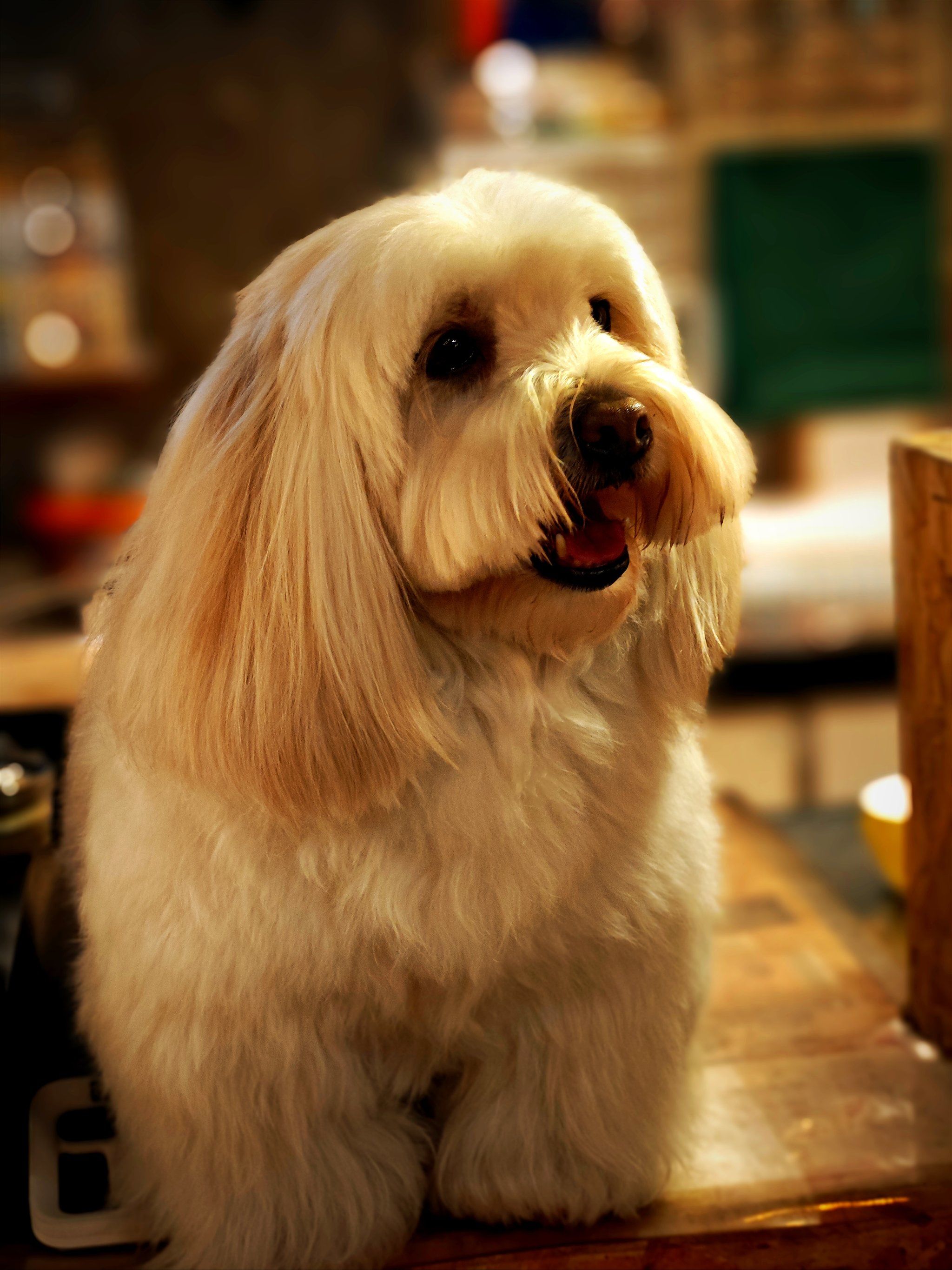 漂亮的修狗•萌萌哒