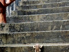 -鹿院坪生态旅游景区