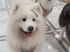 -星多哈·狗咖·拼豆·咖啡