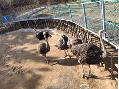 -西霞口神雕山野生动物世界