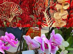 -龙大花卉苗木市场