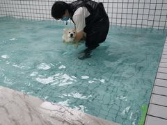 -柚子宠物(伊珊娜调理店)