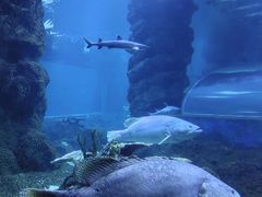 -西安曲江海洋极地公园