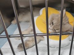 -半岛宠物医院24小时(科华中路店)