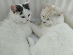 -喵的天空名猫咖啡馆·撸猫·猫舍·用品