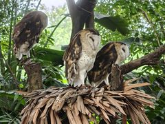 -广州长隆飞鸟乐园