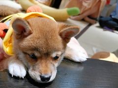 -逗柴咖啡屋·狗咖猫咖宠物桌游