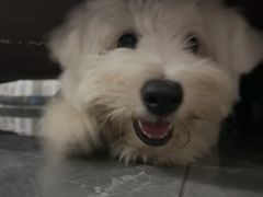 -瑞派中心宠物医院·CT·核磁·神经专科