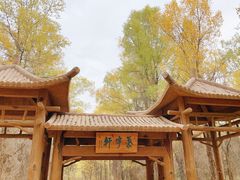 -金塔沙漠胡杨林景区