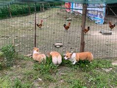 -洪湖家庭农场·团建·露营·会议