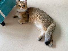 -猫在这儿猫咪咖啡馆·撸猫馆