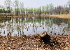 -东郊湿地公园