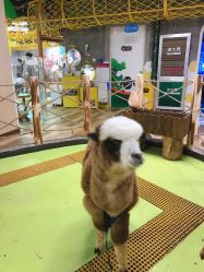 点击看大图 -七巧国萌宠乐园(龙湖天街店)