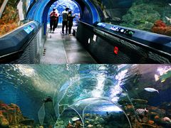 -上海海洋水族馆