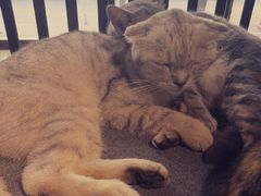 -more than meow吴止猫主题餐厅(承德 中船汇店)