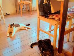 海边的猫和咖啡馆-海边的猫和咖啡馆