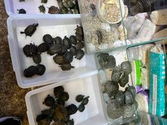 -双季花艺园艺市场(浦东店)