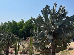 -松山湖梦幻百花洲