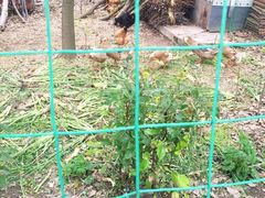-青浦采草莓天天草莓园
