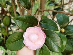 -中国科学院华南植物园