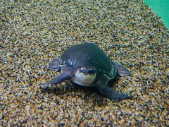 -上海海洋水族馆