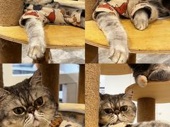 -楼上猫咖(罗湖店)