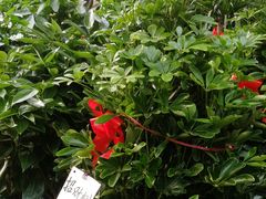 -秦美花卉(天朗·莱茵小城2期店)