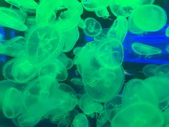 -南昌海洋公园