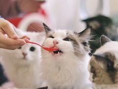 -猫在这儿猫咪咖啡馆·撸猫馆