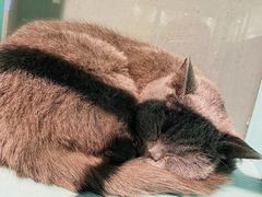 -猫小院猫主题餐厅(三里屯店)