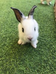 -萌宠亲子动物乐园(槐房万达店)