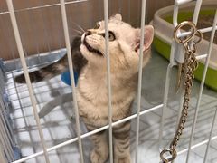 -藏猫猫咖啡主题馆(中央大道店)
