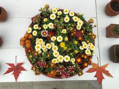 -燕郊植物园