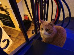 -Sirena海妖日咖夜酒