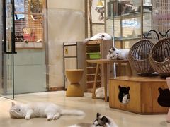 -藏猫猫咖啡主题馆(中央大道店)