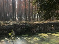 -渌洋湖湿地公园