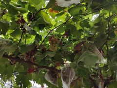 -马陆小张葡萄园农家乐