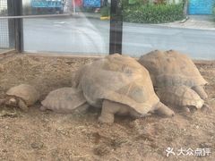 -灵玲国际马戏城