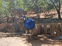 -青藏高原野生动物园